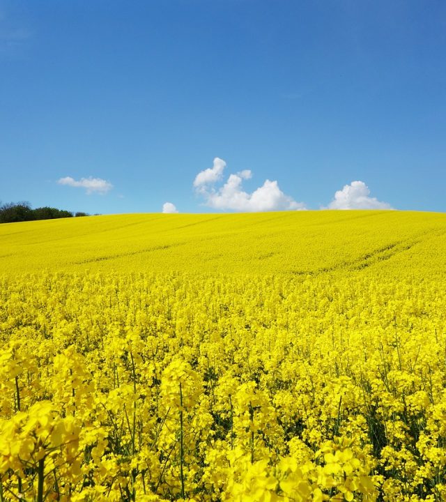 rape blossom, rape field, oilseed rape, oilseed rape field, rapeseed field, landscape, yellow flowers, blossom, bloom, nature, field, forest, field of flowers, meadow, yellow flowers, yellow flowers, field, field, field, field, field, forest, forest, forest, forest
