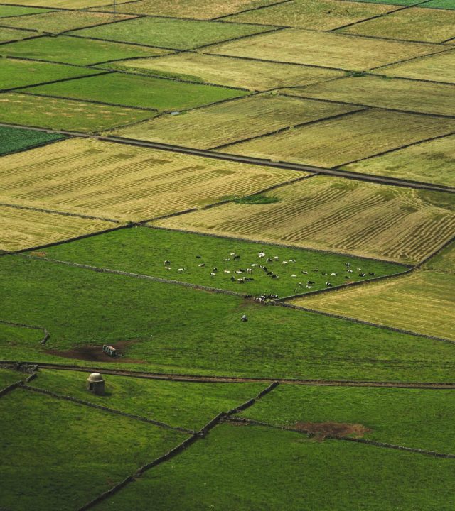 Scenic aerial view of vibrant patchwork agricultural fields with cows grazing. Tranquil pastoral landscape.