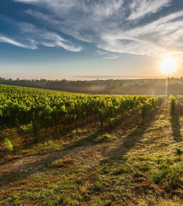 A breathtaking view of a vineyard in Tuscany with the sun rising, casting long shadows.