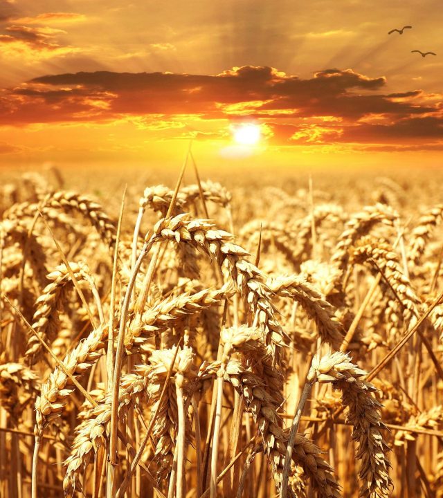A stunning wheat field basking under a vibrant sunrise, showcasing agriculture's beauty.
